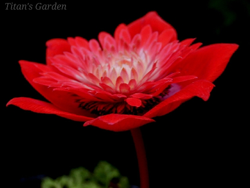 Anemone Coronaria Forma Flore Pleno ｔｉｔａｎ ｓ ｇａｒｄｅｎ