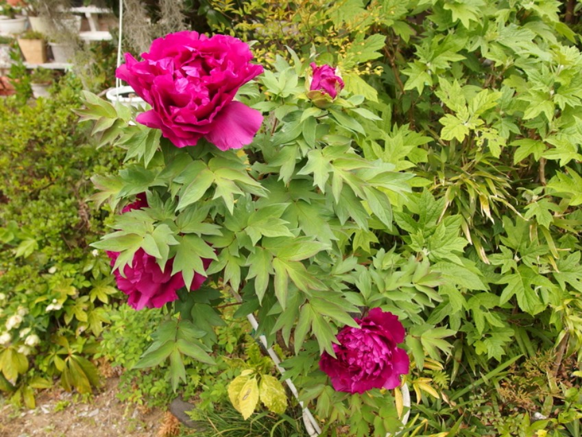 c0022113_15435462.jpg
