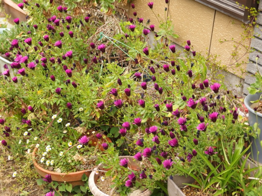 c0022113_1545135.jpg