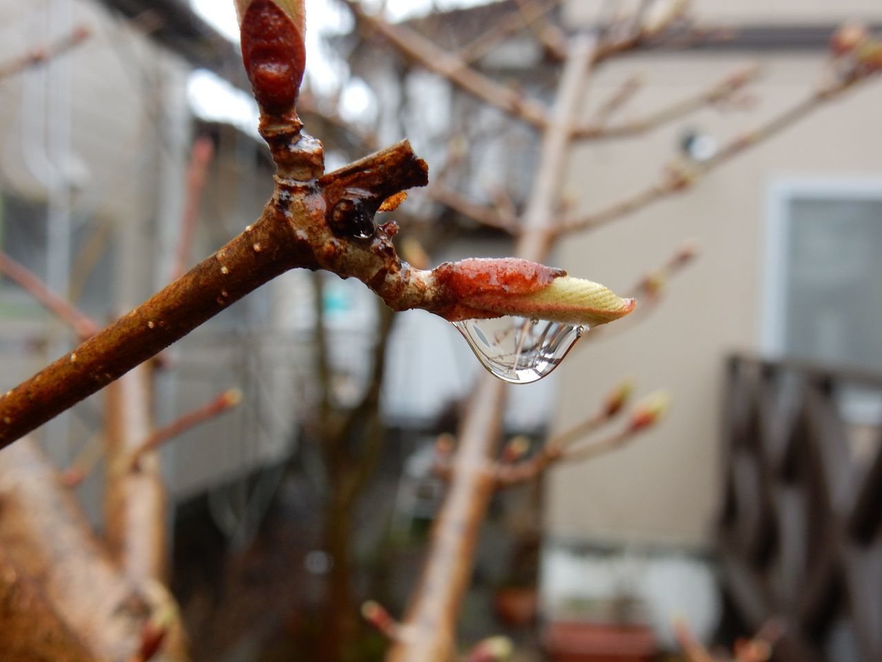 シトシトと雨の降る寒い一日_c0025115_21265867.jpg