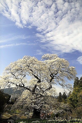 佐久間康郎さんの作品です　小奴可の要害桜_a0300121_1351891.jpg