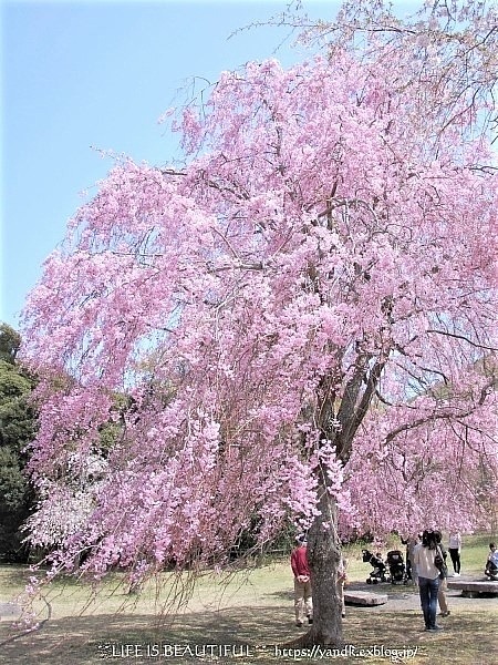 伊豆高原さくらの里_d0083623_17292087.jpg