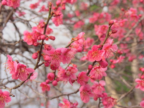 弘前天満宮の梅*2018.04.15_b0147224_2057975.jpg