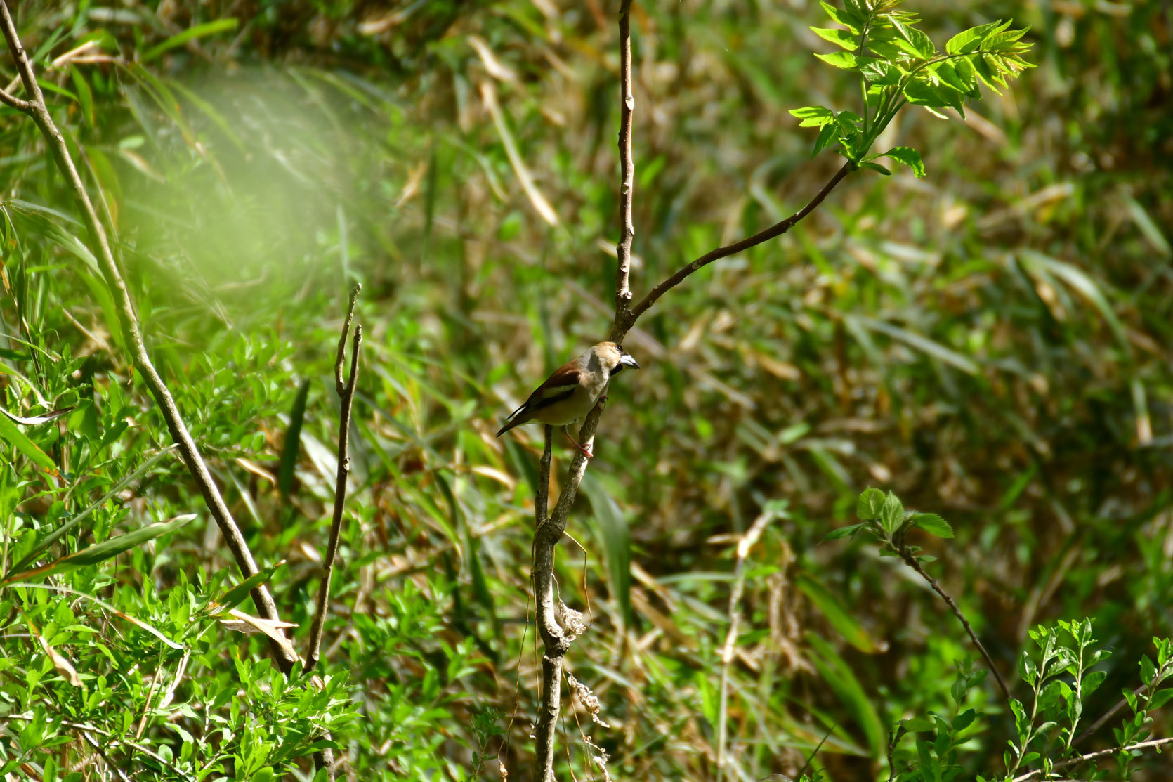 野鳥観察レポート０４１５_d0377224_17254161.jpg