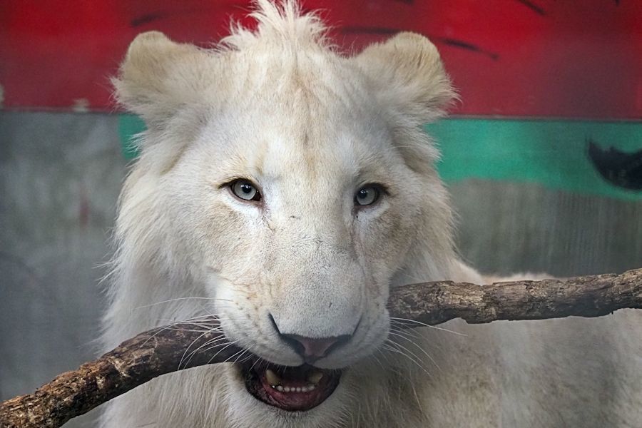 ホワイトライオンのヤングカップル 動物園放浪記