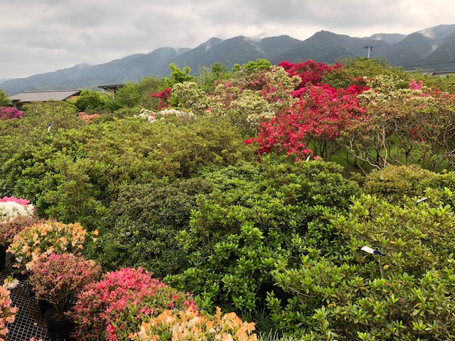 c0102727_15384295.jpg