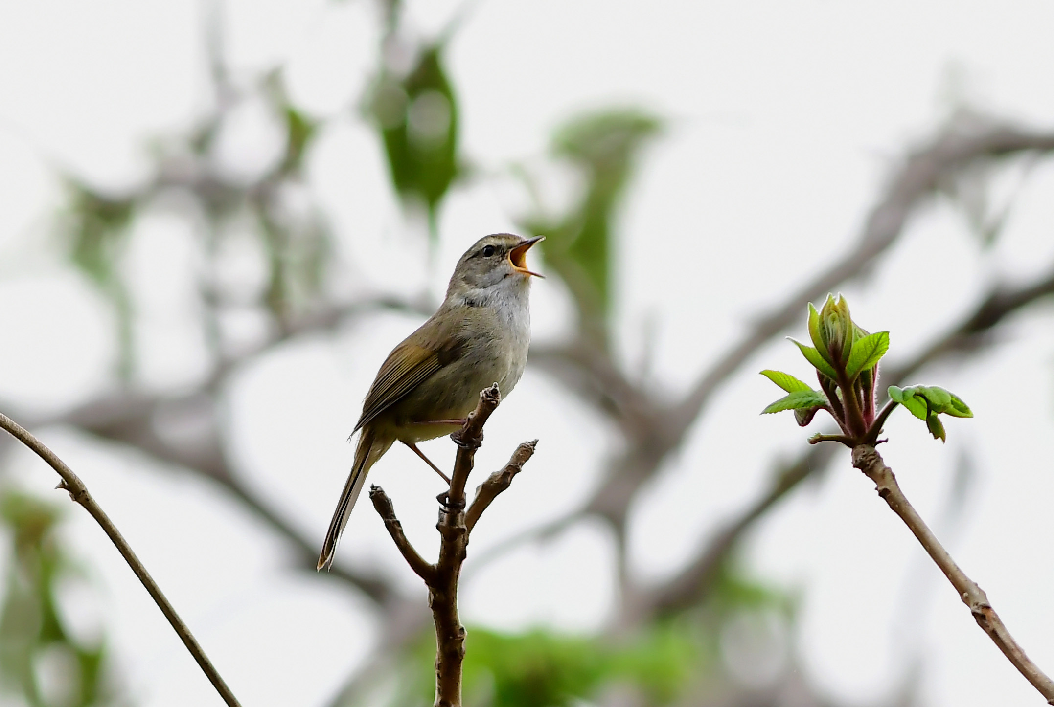 春の鳴き声_c0313930_05140971.jpg