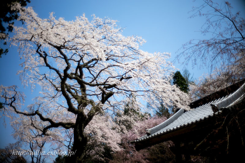 南信州の桜　（５）_d0108132_00211073.jpg