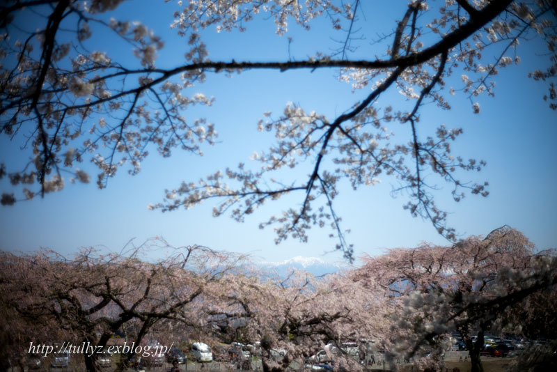 南信州の桜　（６）_d0108132_00225614.jpg