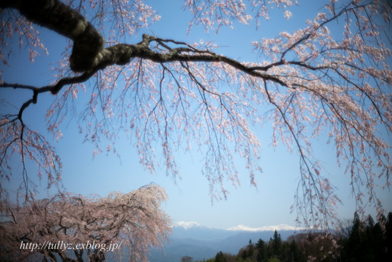 南信州の桜　（６）_d0108132_00231007.jpg