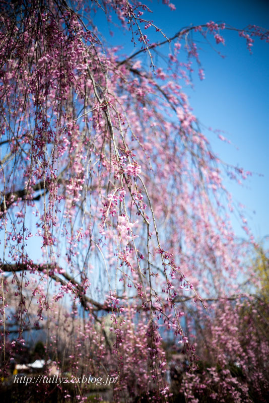 南信州の桜　（７）_d0108132_00250862.jpg