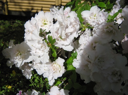 f0370337_22574345.jpg