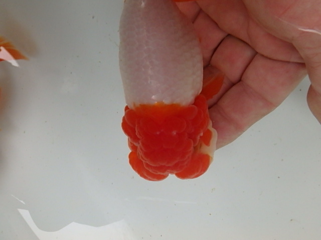f0334143_929227.jpg