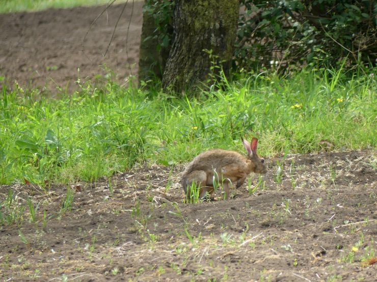 野うさぎ 八王子 浅川野鳥散歩