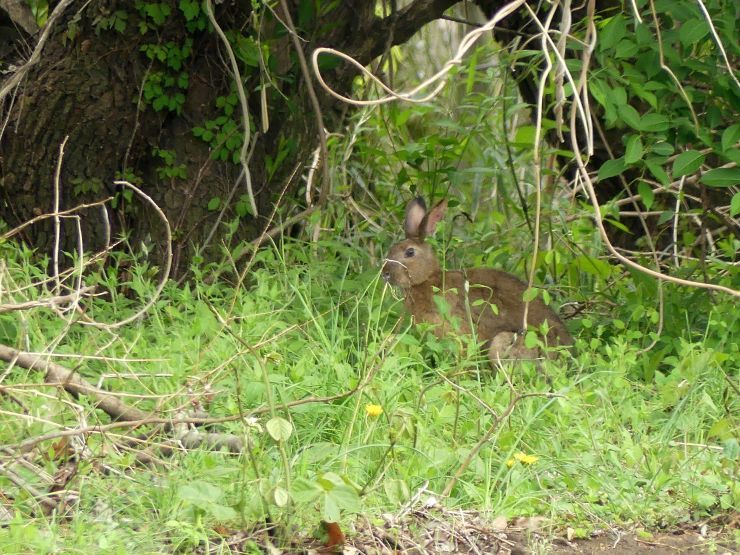 野うさぎ 八王子 浅川野鳥散歩
