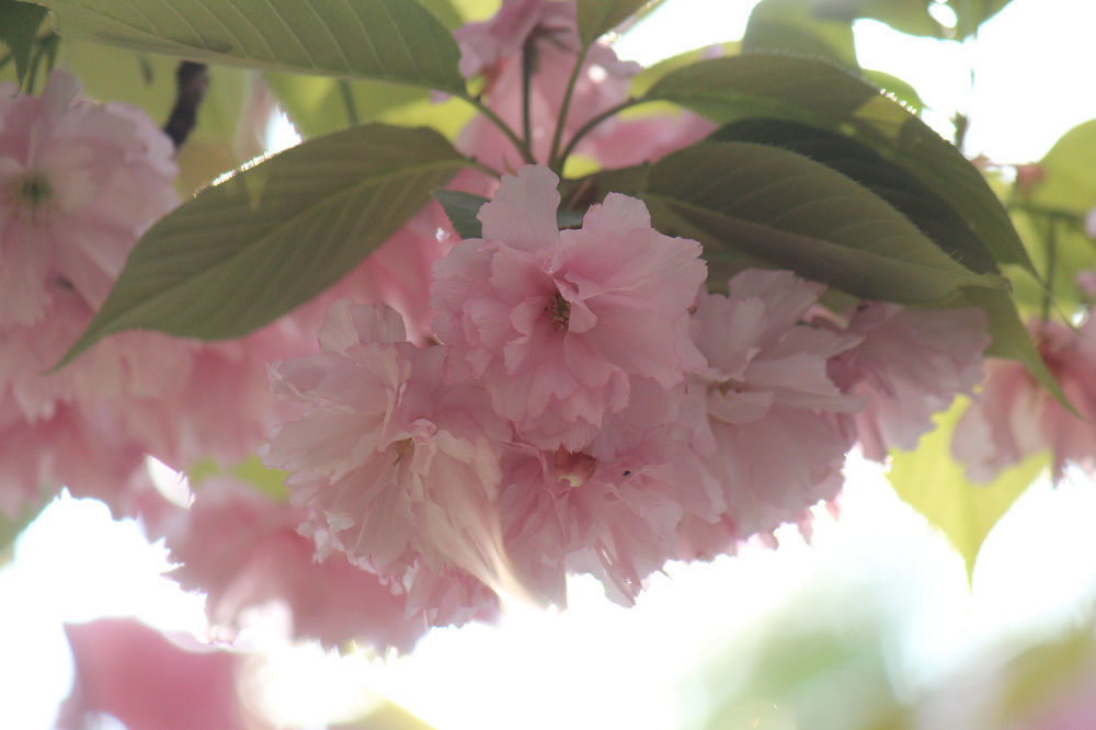 きょうの桜　４月１５日_b0301550_21011196.jpg