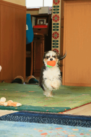 c0145250_16471042.gif