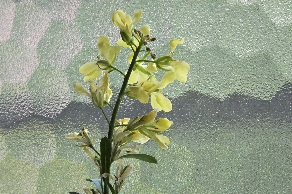 コップの中で葉牡丹の花が咲いたよ ぶらり散歩 四季折々フォト日記 コップの中で葉牡丹の花が咲いたよ ぶらり散歩 四季折々フォト日記