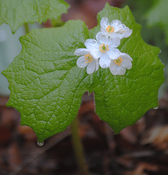 a0001354_23555908.gif