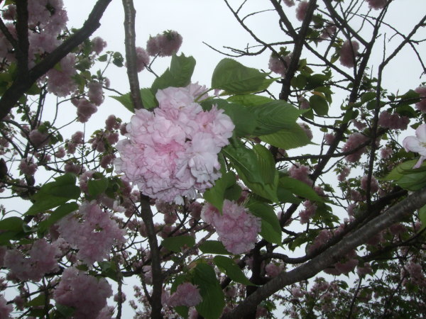 c0100555_12511275.jpg