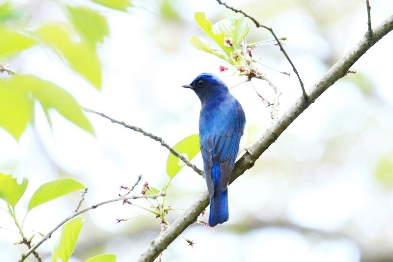 青が綺麗な鳥さん Happy Cafe Vol 2