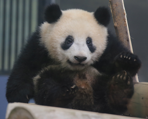 シャンシャンかわいい 動物園のど