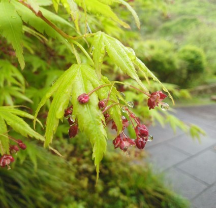 モミジの花咲いています…_b0368362_19344310.jpg