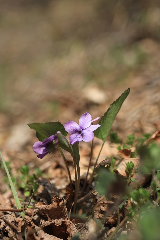 e0304170_20503882.jpg