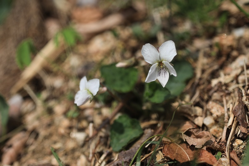 e0304170_20520550.jpg