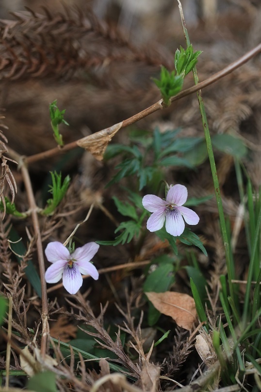 e0304170_20523328.jpg