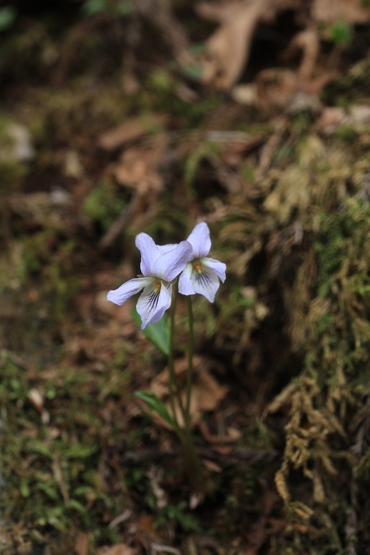e0304170_20545153.jpg