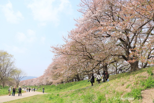 背割堤の名残桜_b0055171_17131226.jpg