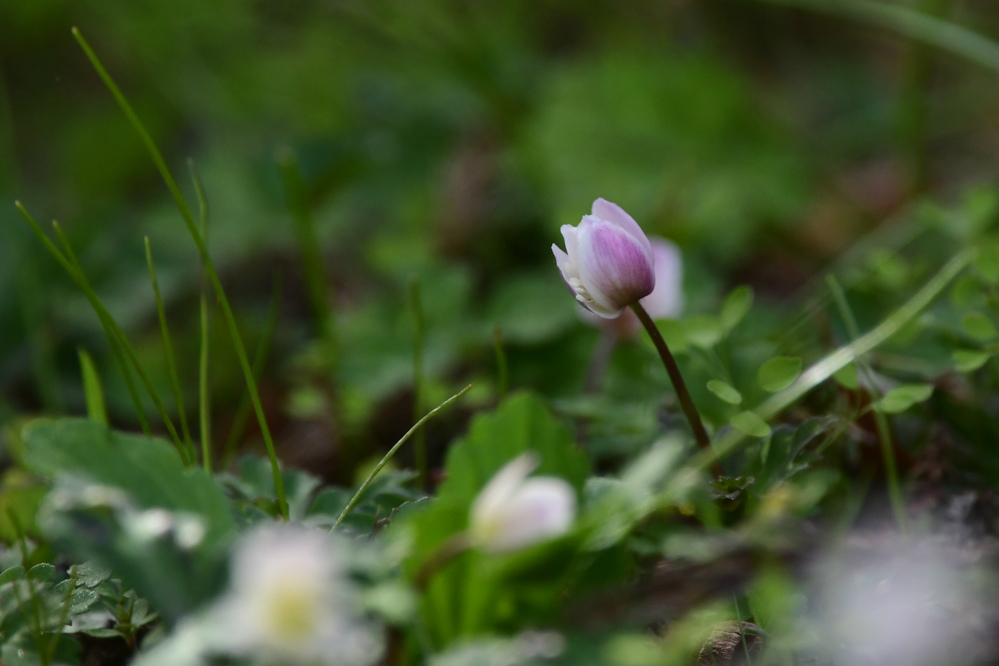 枝垂れ桜に エナガ_f0053272_22170672.jpg