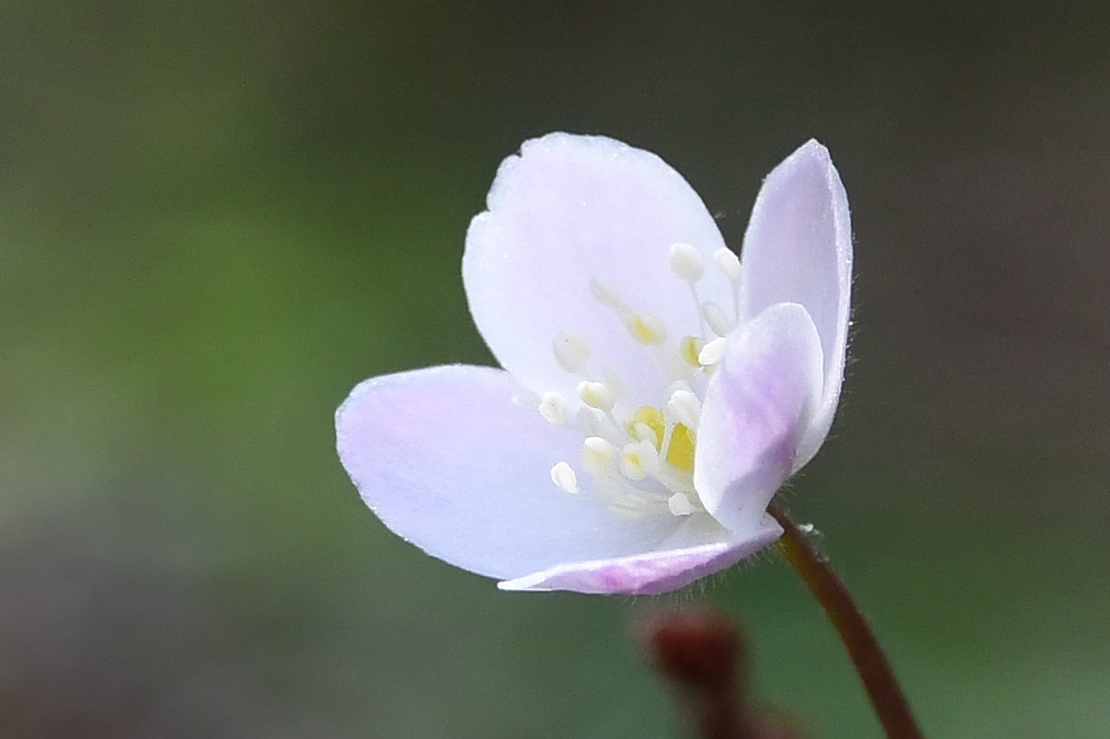 枝垂れ桜に エナガ_f0053272_22171504.jpg
