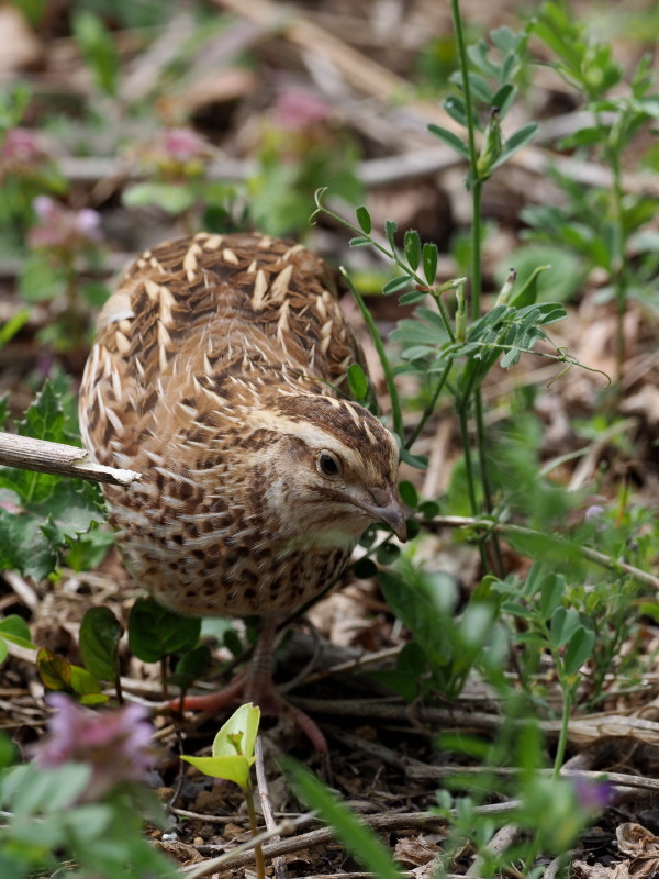 何とウズラがいました コーヒー党の野鳥と自然 パート２