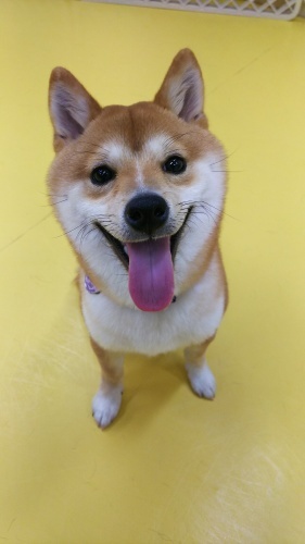 だぁ~れだ?第5弾_f0357682_09560644.jpg
