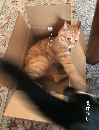 a0216583_23311619.png