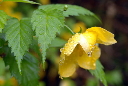 雨に咲く花_b0145296_08383047.jpg