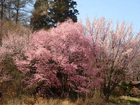 桜の見頃の場所_e0120896_07572950.jpg