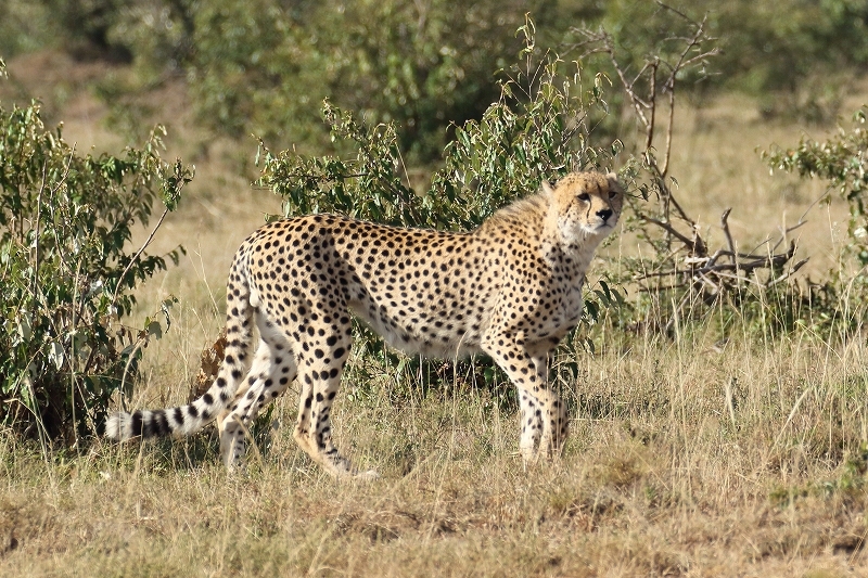 サバンナの動物たち（その６）（精悍なチーター、臆病なエランド、赤ちゃん象）（ケニア）_b0291402_20410266.jpg