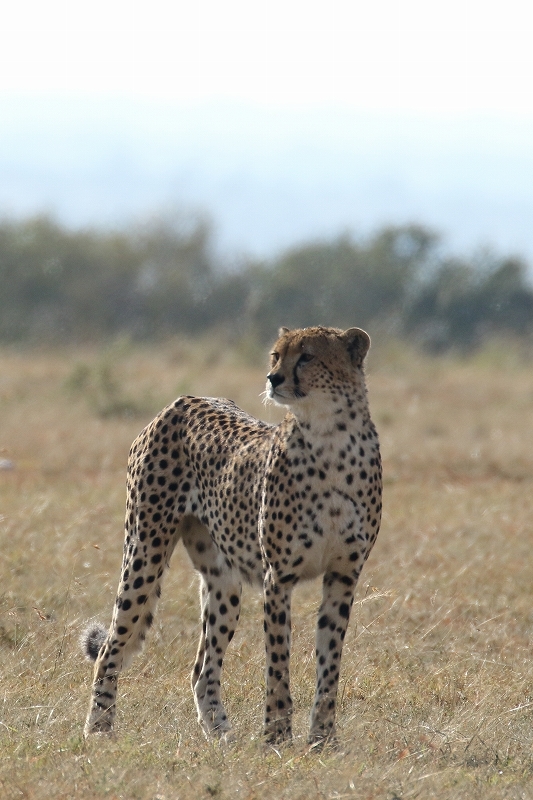 サバンナの動物たち（その６）（精悍なチーター、臆病なエランド、赤ちゃん象）（ケニア）_b0291402_20411173.jpg