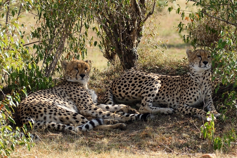 サバンナの動物たち（その６）（精悍なチーター、臆病なエランド、赤ちゃん象）（ケニア）_b0291402_20411885.jpg