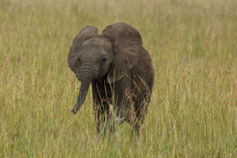 サバンナの動物たち（その６）（精悍なチーター、臆病なエランド、赤ちゃん象）（ケニア）_b0291402_20414309.jpg