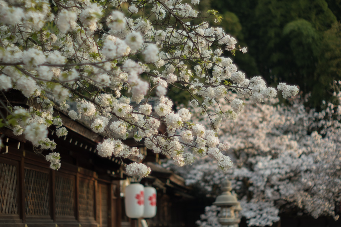 平野神社 白雲 一葉 庭桜 京の彩紋様 平野神社 白雲 一葉 庭桜 京の彩紋様
