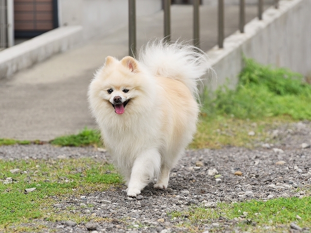 ムクのこれから_d0360206_00101607.jpg