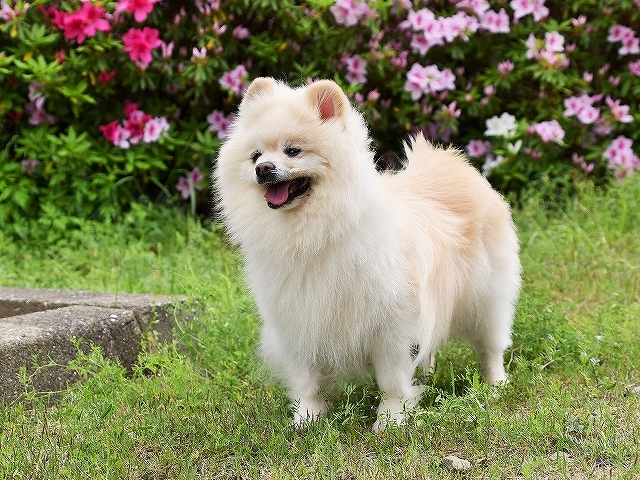 ムクのこれから_d0360206_00102687.jpg