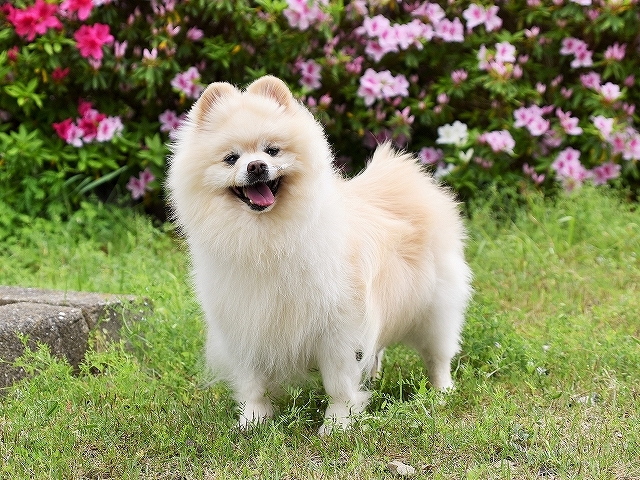ムクのこれから_d0360206_00103059.jpg