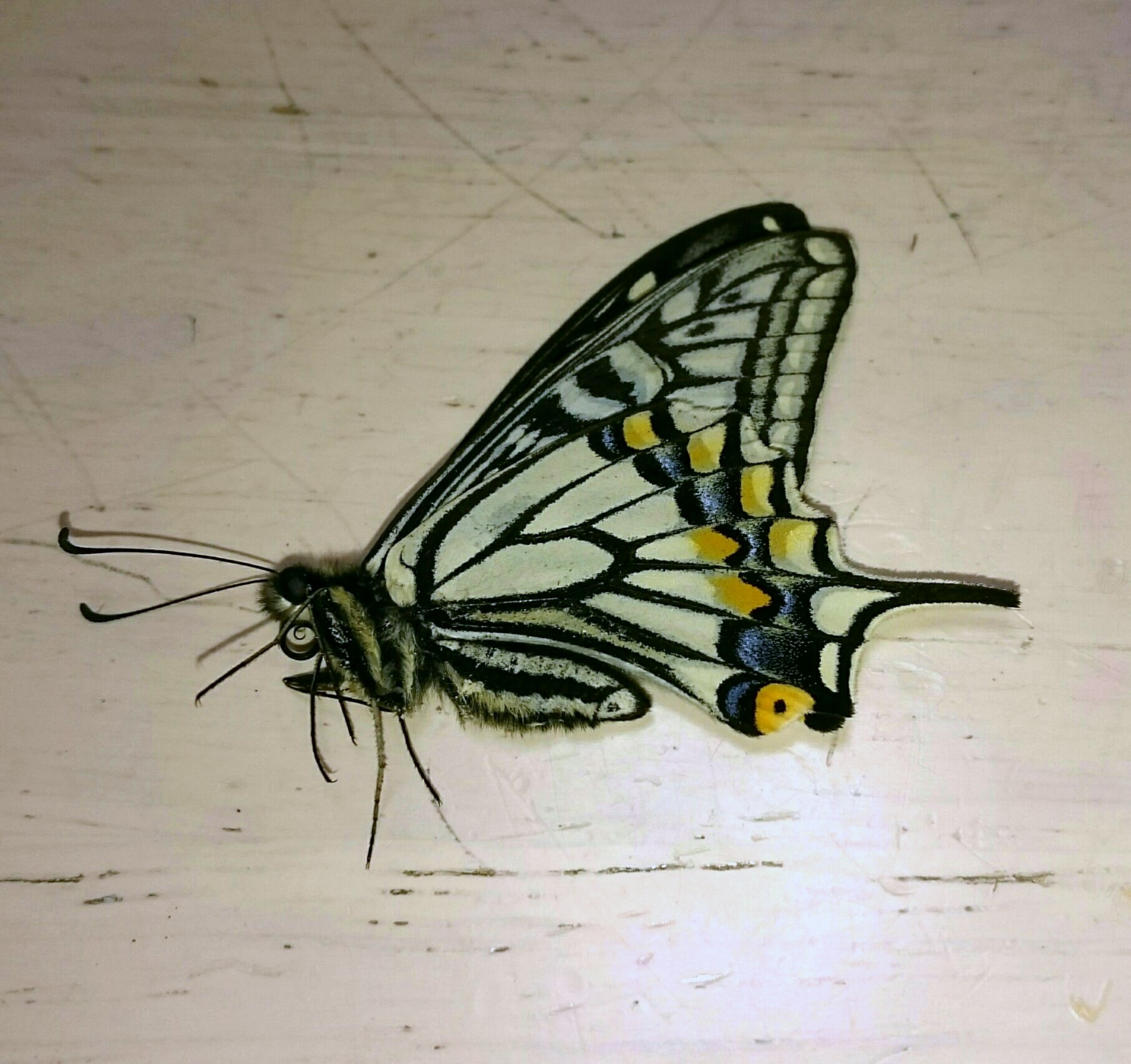 裏展 : 蝶を探して 裏展 : 蝶を探して