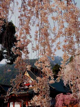 身延山　久遠寺　観桜の想い出　（３月２９日）　_a0023315_1751610.jpg