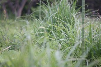 no380 山々の緑はもう夏の気配!(伊豆下田アトリエ活動 4月)_a0139315_12164360.jpg